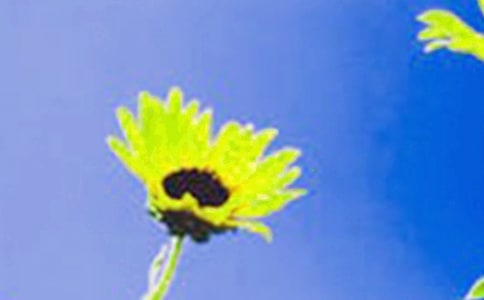 向日葵發(fā)電器優(yōu)秀作文400字