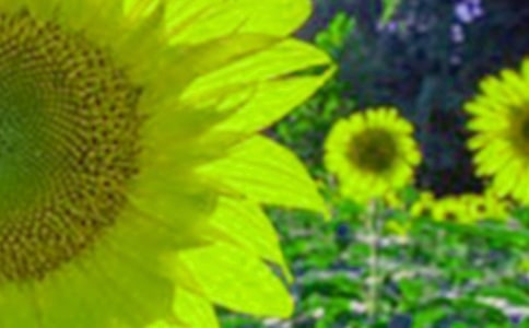 ���տ���ϲ�c����(y��u)��ɢ��