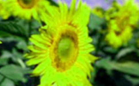 向日葵美術(shù)教案