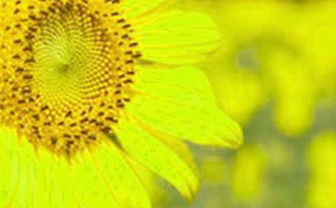 向日葵大班美術(shù)教案(通用12篇)