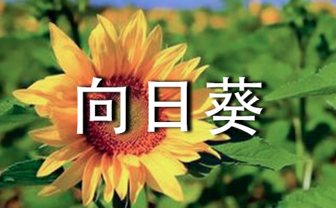 向日葵初中優(yōu)秀作文