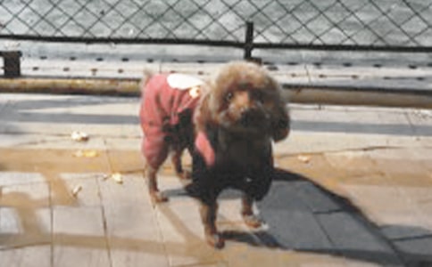 給小狗的一封信13篇