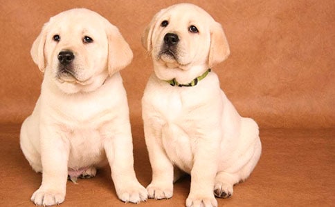 可愛的小狗優(yōu)秀作文精品(15篇)