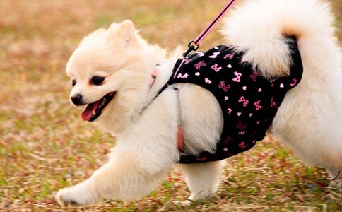 �茑С��������300���\����ƪ