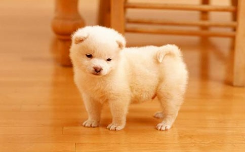 我可愛的小狗作文850字