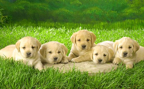 給小狗的一封信(13篇)