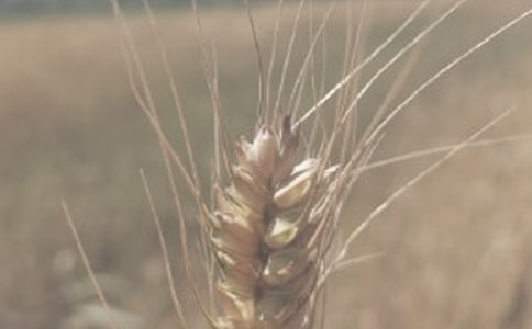 ��С���S�������������̰�