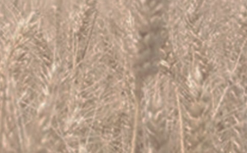 小麥的自我介紹作文400字