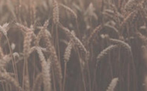 小麥成長觀察日記