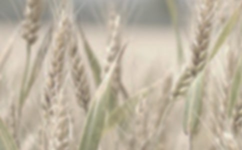 沿江農(nóng)場小麥高產(chǎn)主要限制因素及其解決途徑