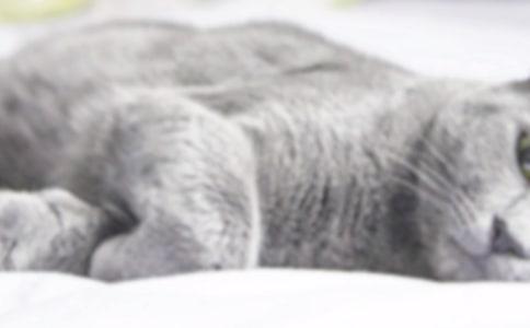 ���õ�����С؈������300���\��5ƪ