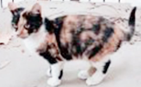 ���cС؈����