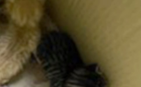 【精華】有趣的小貓的作文300字錦集5篇