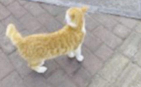 【精華】小貓優(yōu)秀作文300字合集9篇