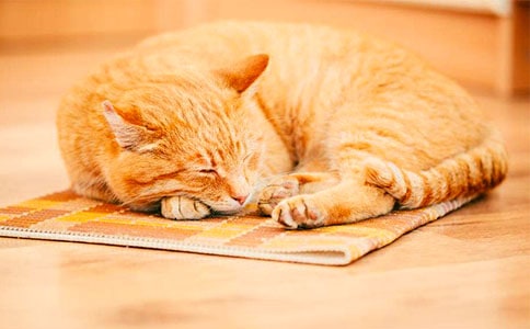 有關(guān)有趣的小貓的作文300字九篇