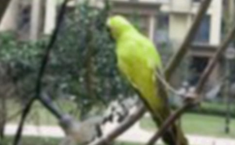 精選小鳥作文400字4篇