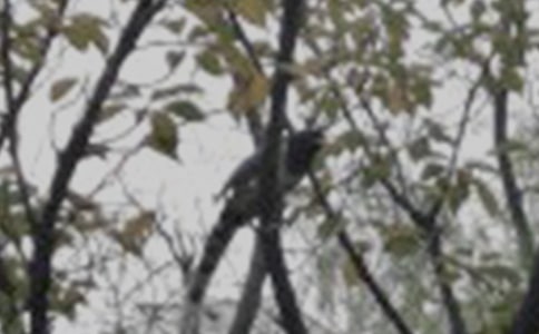 可愛的小鳥作文