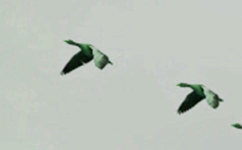 小學(xué)美術(shù)小鳥的家教案