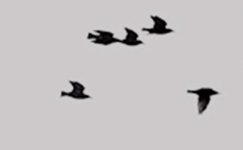 保護(hù)小鳥作文