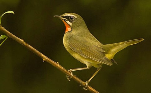 可愛的小鳥中班美術(shù)教案