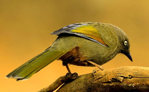 《小鳥(niǎo)》中班美術(shù)教案