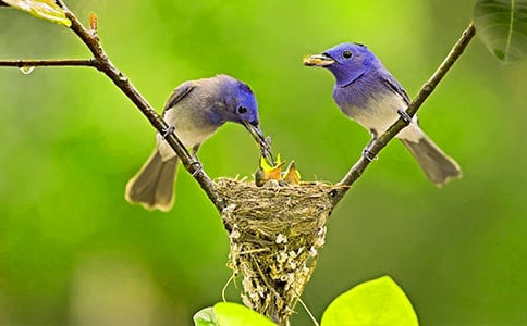 ��������һֻС�B��������