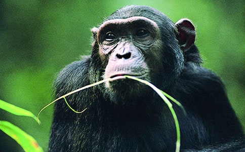 人與黑猩猩的基因差異為?