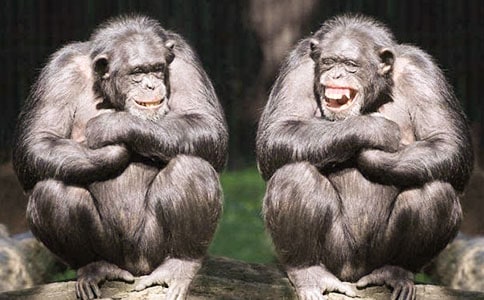 和答錢穆父詠猩猩毛筆