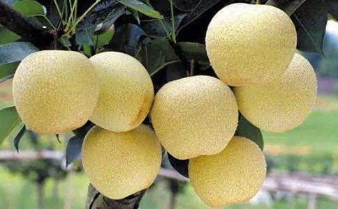 雪梨漏斗網(wǎng)蜘蛛