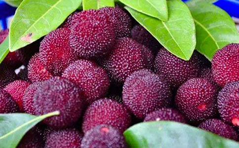 《我愛(ài)故鄉(xiāng)的楊梅》教案