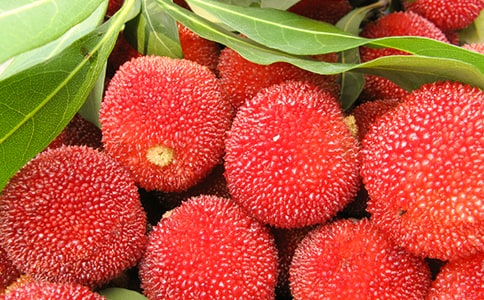 我愛故鄉(xiāng)的楊梅的教案