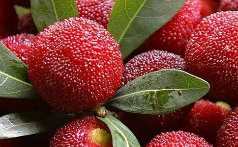 關(guān)于楊梅的作文