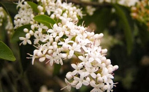 ҹ��(l��i)�������