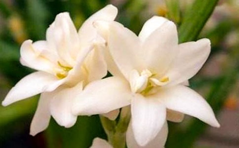 夜來香觀察日記3篇