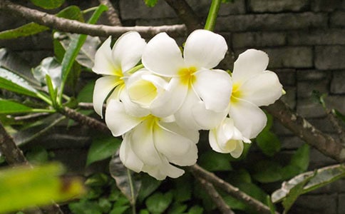 ҹ��������