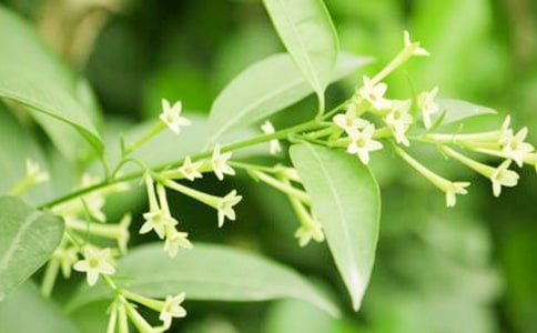 夜來香狀物作文