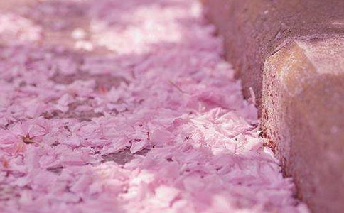 櫻花的個性簽名激勵