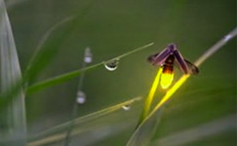 《 螢火蟲找朋友》教案