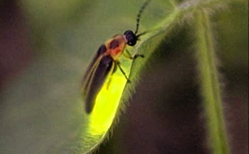 捉螢火蟲作文500字(通用24篇)