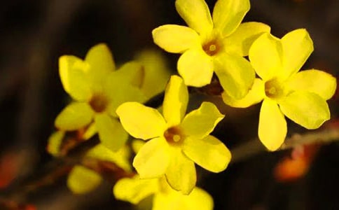 中班科學(xué)活動美麗的迎春花教案