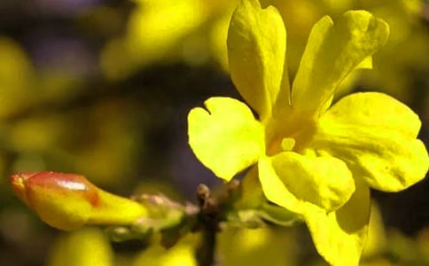 中班美術(shù)美麗的迎春花教案(通用11篇)