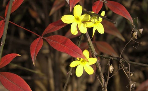 �P��ӭ����������15ƪ(��(y��u)��)