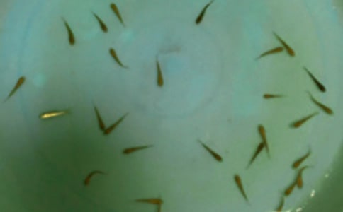 小小魚苗學(xué)問多作文