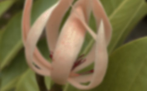 ���m���_�ă�(y��u)��ɢ��