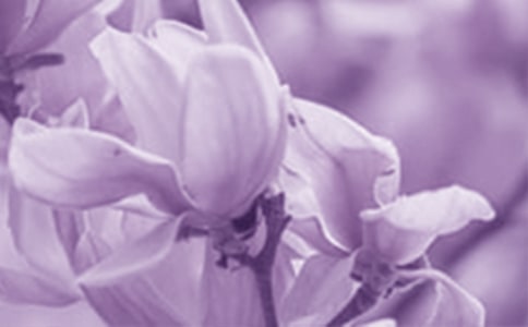 觀察植物日記200字:綠園的玉蘭花