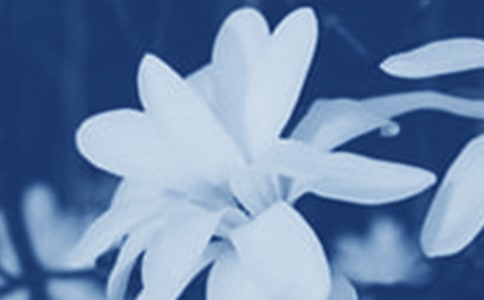 玉蘭花作文范例(15篇)