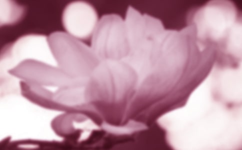 玉蘭花作文(精選34篇)