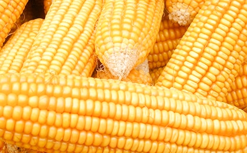 玉米怎么煮 小蘇打讓煮玉米好吃到飛起