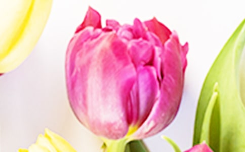 關(guān)于郁金香的句子