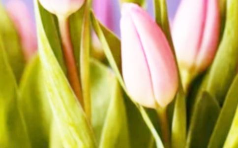 觀察郁金香的日記